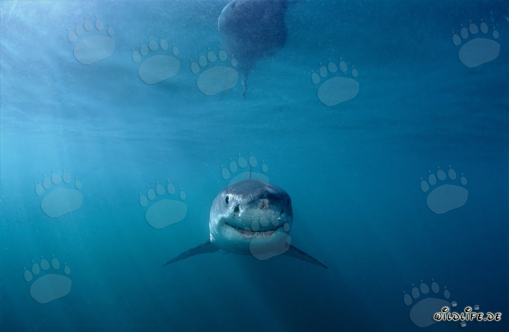 Ein neugieriger Baby Weißer Hai erkundet die Unterwasserwelt