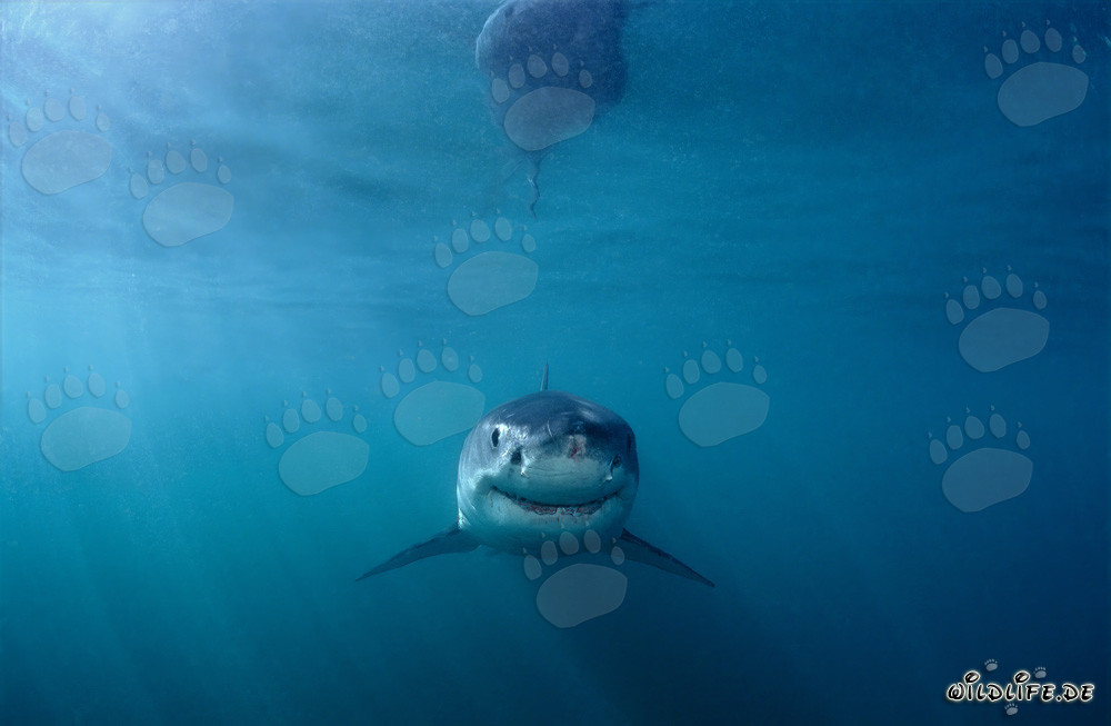 Un jeune requin blanc curieux explore le monde sous-marin