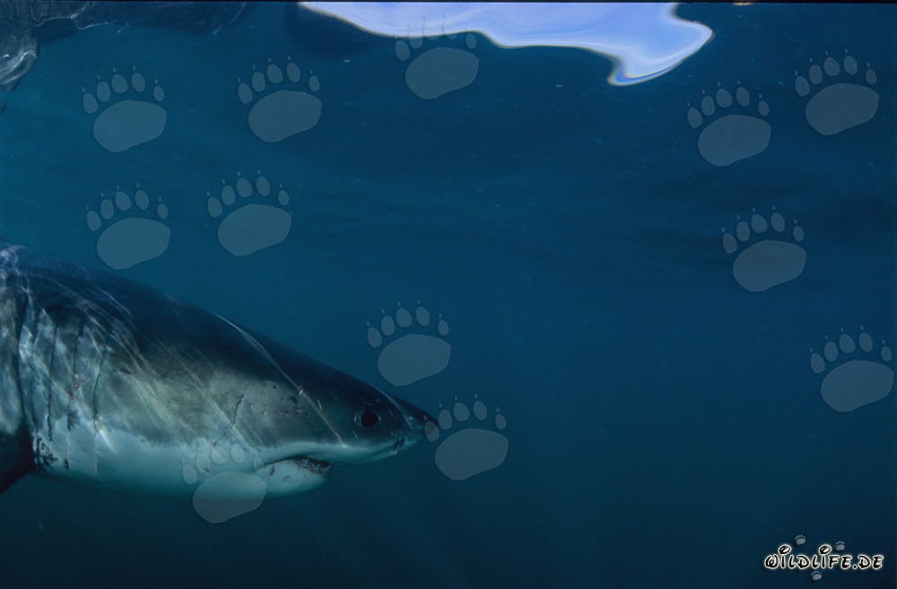 Portrait de côté d'un majestueux Grand Requin Blanc
