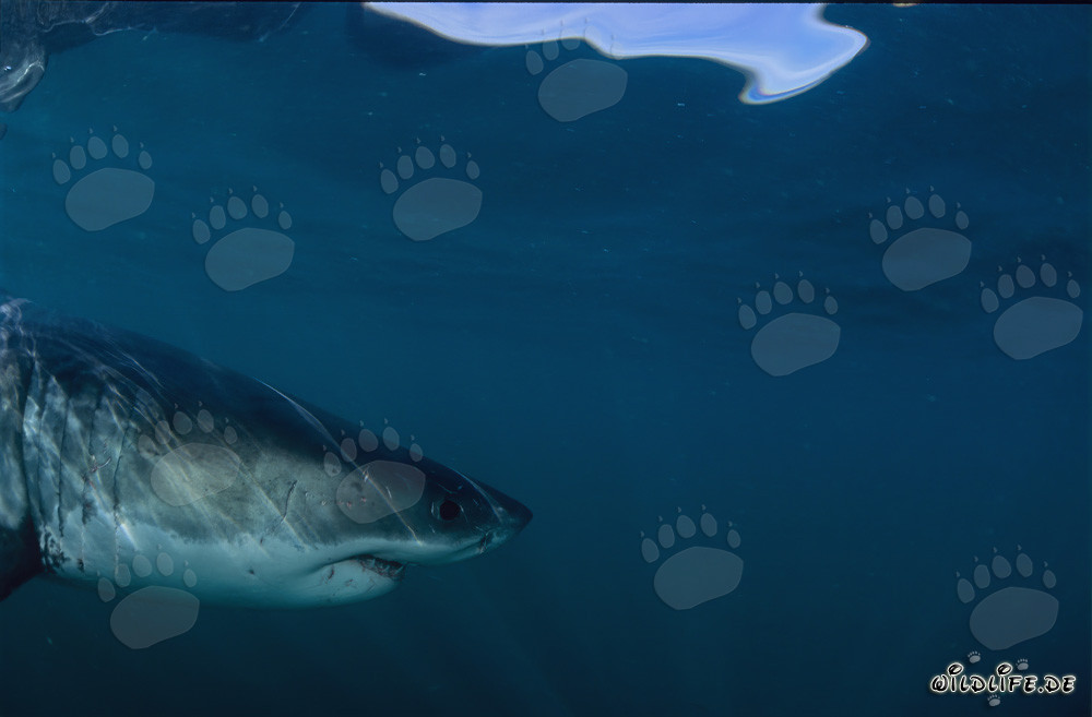 Profile Portrait of a Majestic Great White Shark (Carcharodon carcharias)