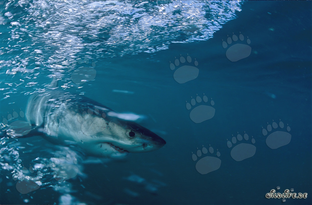Grand requin blanc majestueux au large de la côte sud-africaine