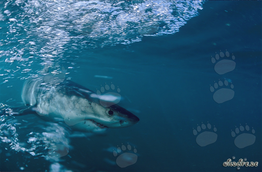 Majestic Great White Shark off the Coast of South Africa