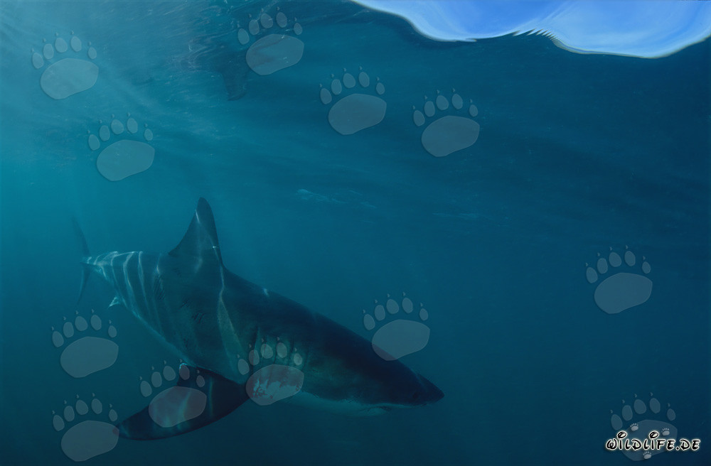 Predatore affascinante: impressionante Grande Squalo Bianco