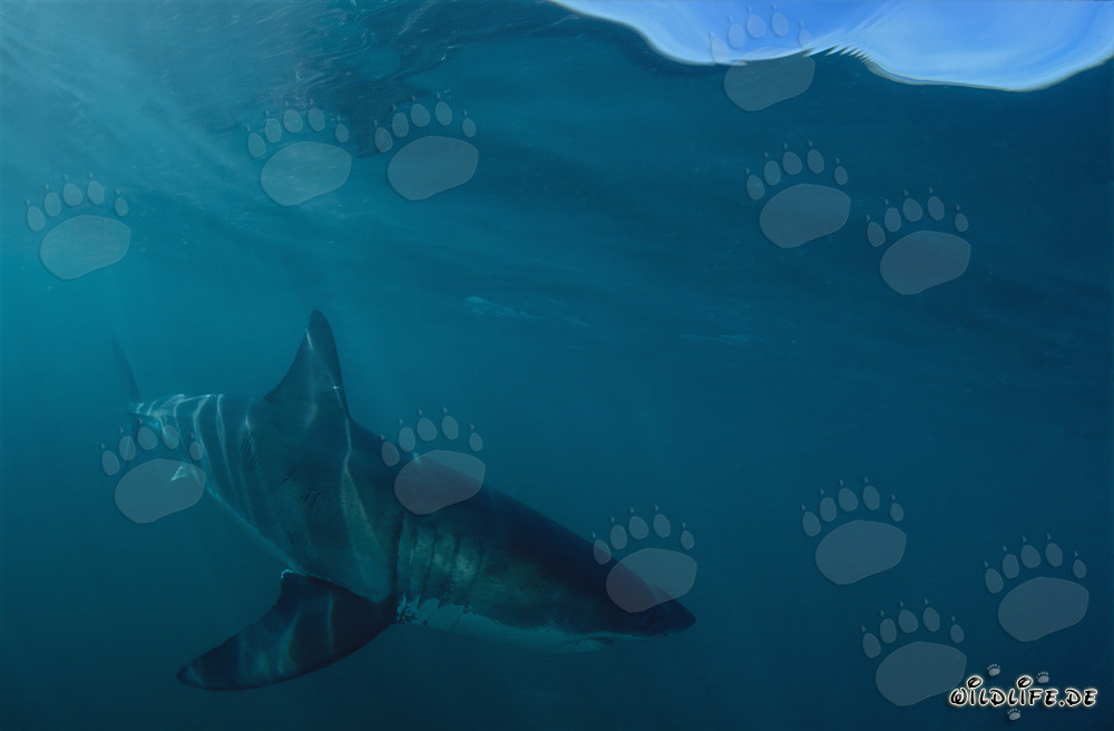 Prédateur fascinant : impressionnant Grand Requin Blanc
