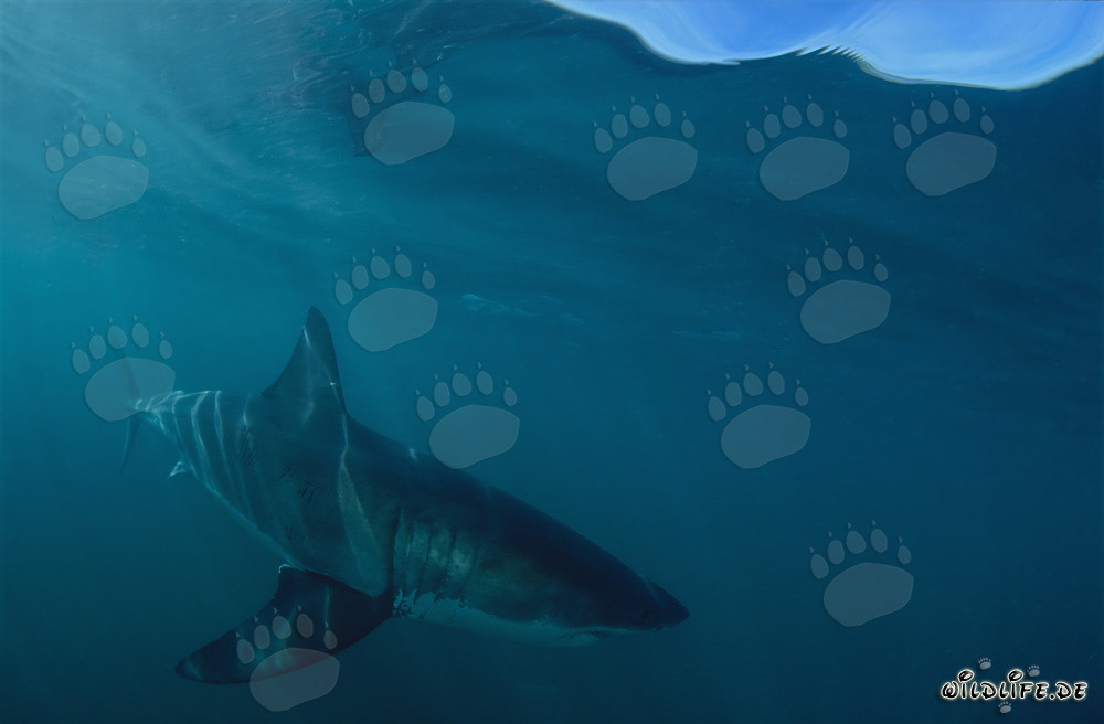 Depredador fascinante: Impresionante Gran Tiburón Blanco