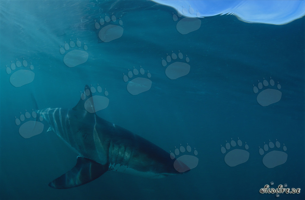 Fascinating Predator: Impressive Great White Shark