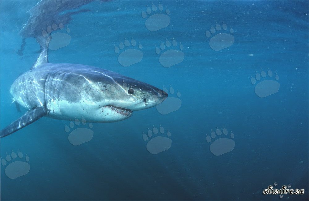 Fascinating Baby Great White Shark on a Collision Course