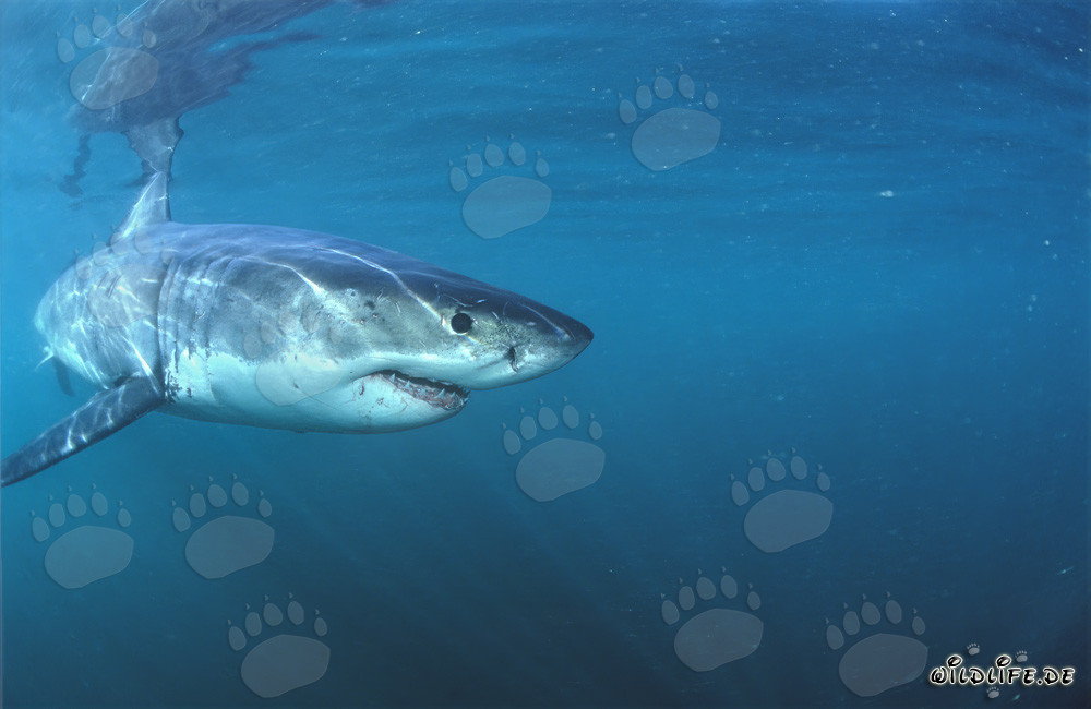 Jeune fascinant bébé requin blanc en collision