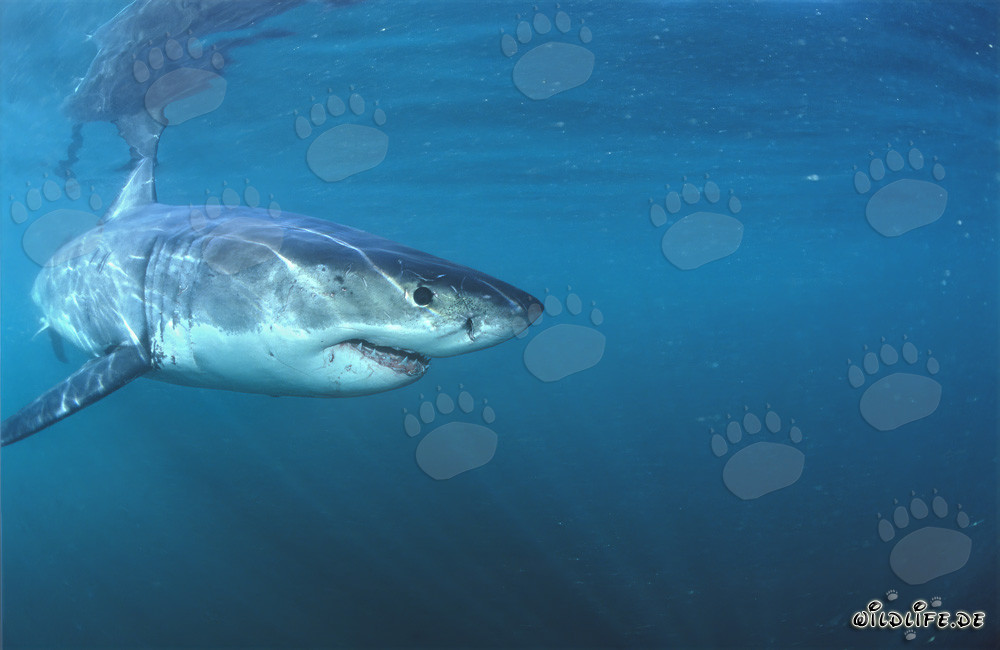 Fascinante bebé tiburón blanco en curso de colisión