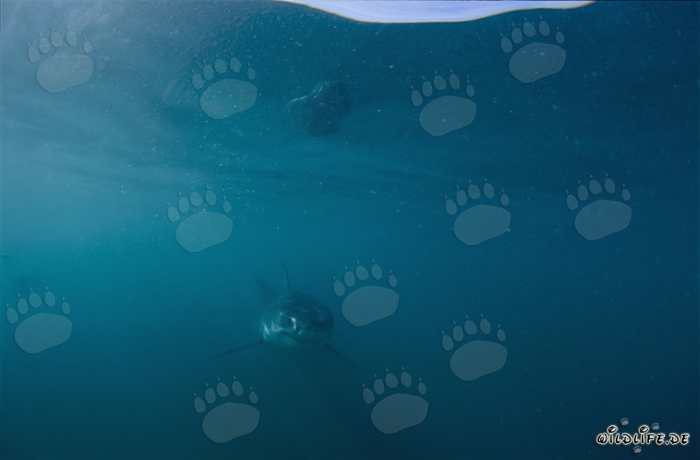 Encounter with a Carefree Baby Great White Shark off the Coast of Gansbaai