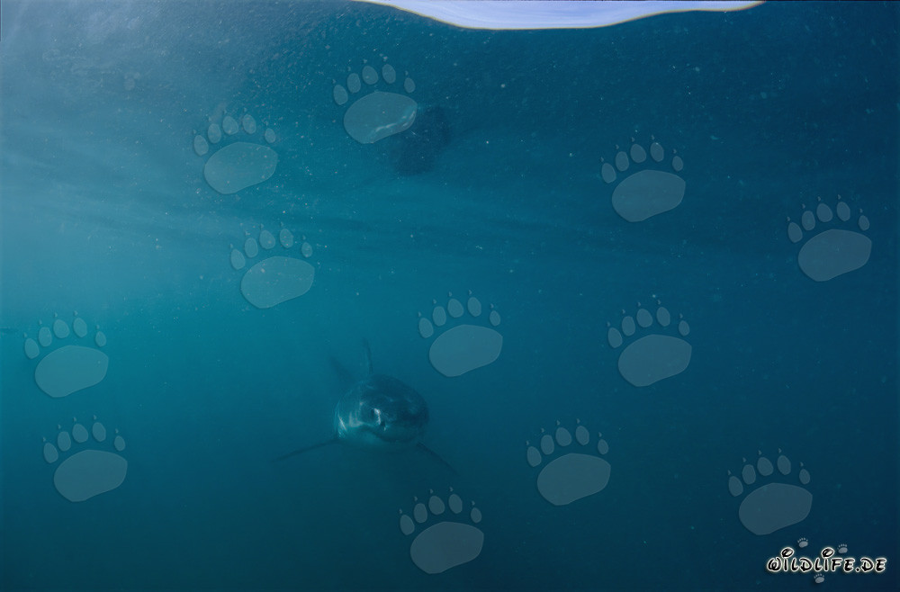 Rencontre avec un bébé grand requin blanc au large de Gansbaai