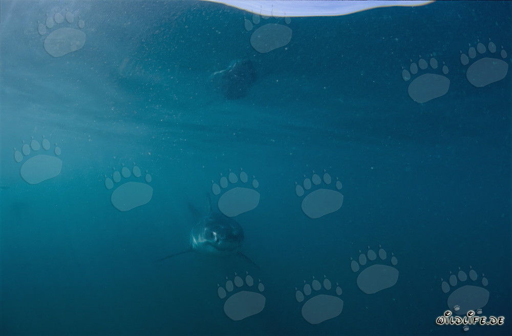 Incontro con un cucciolo di squalo bianco al largo di Gansbaai