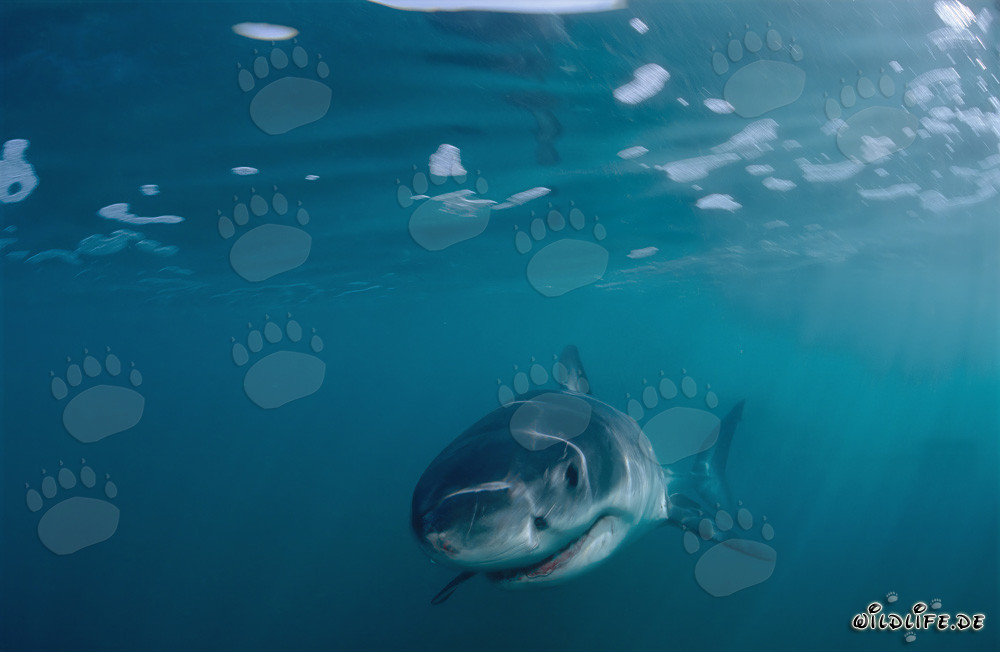 Fascinant bébé grand requin blanc au large de la côte sud-africaine
