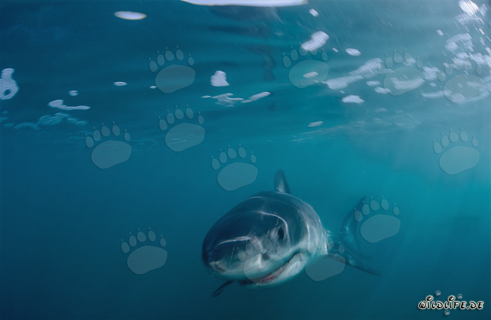 Fascinante bebé tiburón blanco frente a la costa de Sudáfrica