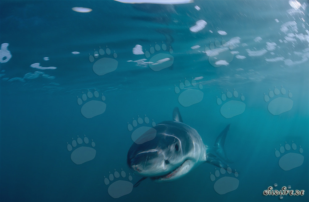 Affascinante cucciolo di squalo bianco al largo della costa sudafricana