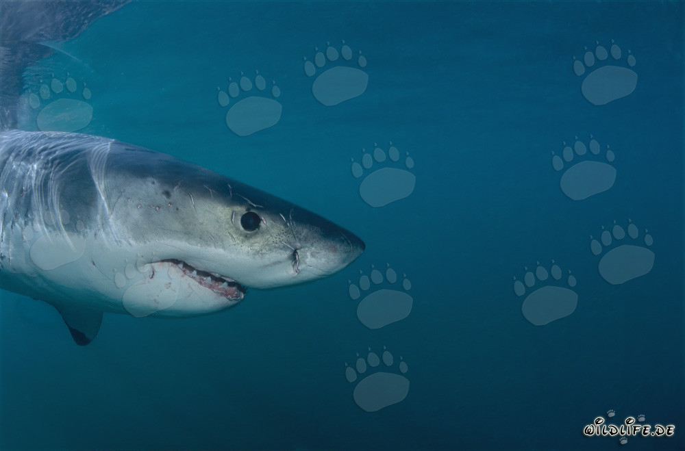 Superbe portrait de grand requin blanc devant Geyser Rock et Dyer Island