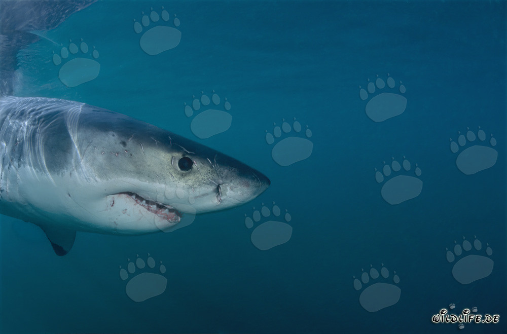 Great White Shark portrait in front of Geyser Rock and Dyer Island