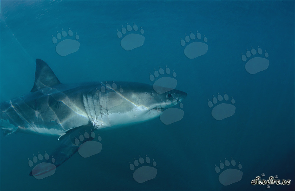 Le grand requin blanc recherche une otarie dans les eaux sombres