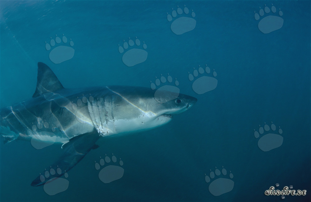 In the dark water, the Great White Shark hunts for a fur seal