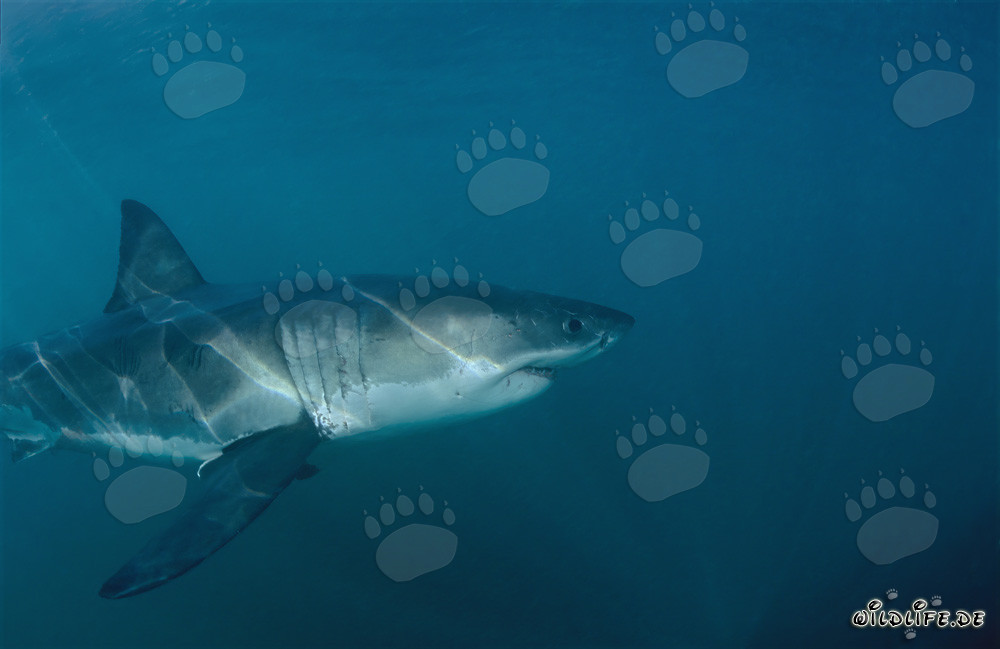 En las aguas oscuras, el tiburón blanco busca una foca