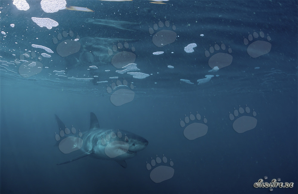 Jeune Requin Blanc sous la surface de l'océan recouverte de mousse