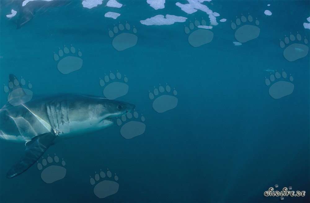 Fascinant prédateur des mers : Le Grand Requin Blanc au large de la côte sud-africaine