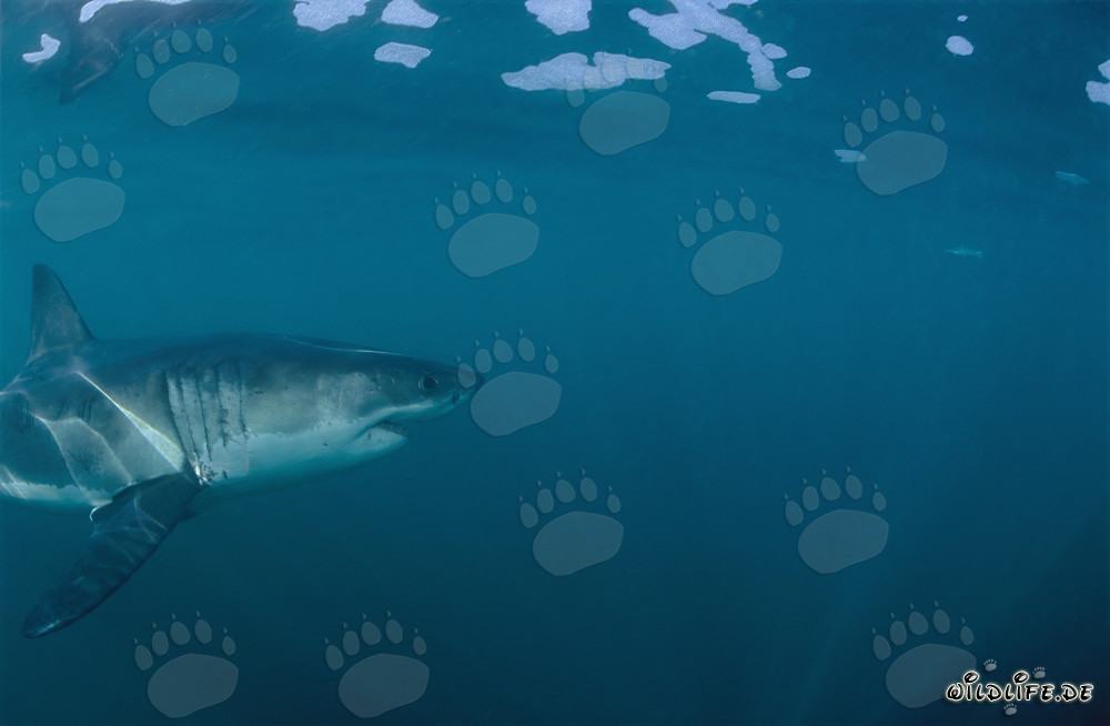 Fascinating Sea Predator: The Great White Shark off the Coast of South Africa