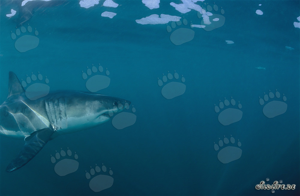 Affascinante predatore marino: Lo Squalo Bianco al largo della costa sudafricana