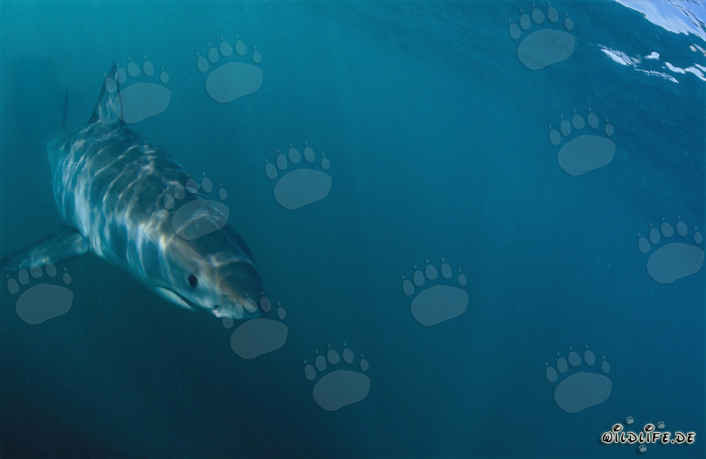 Baby Great White Shark swimming cautiously in the green water