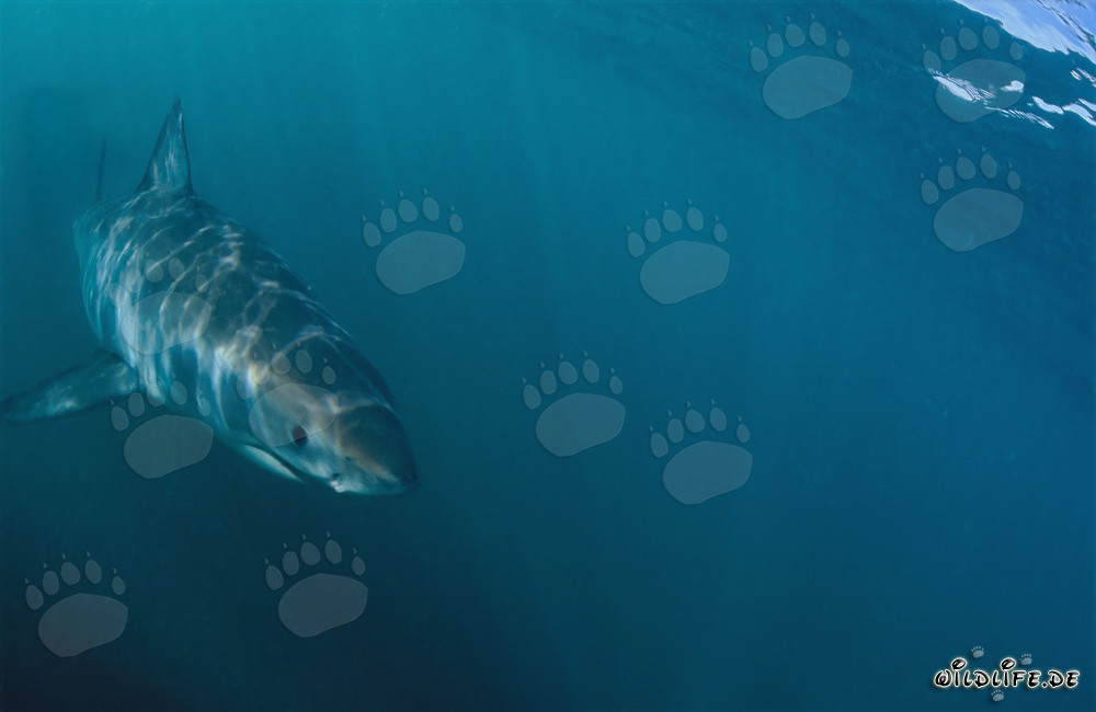 Jeune requin blanc nage prudemment dans l'eau verte
