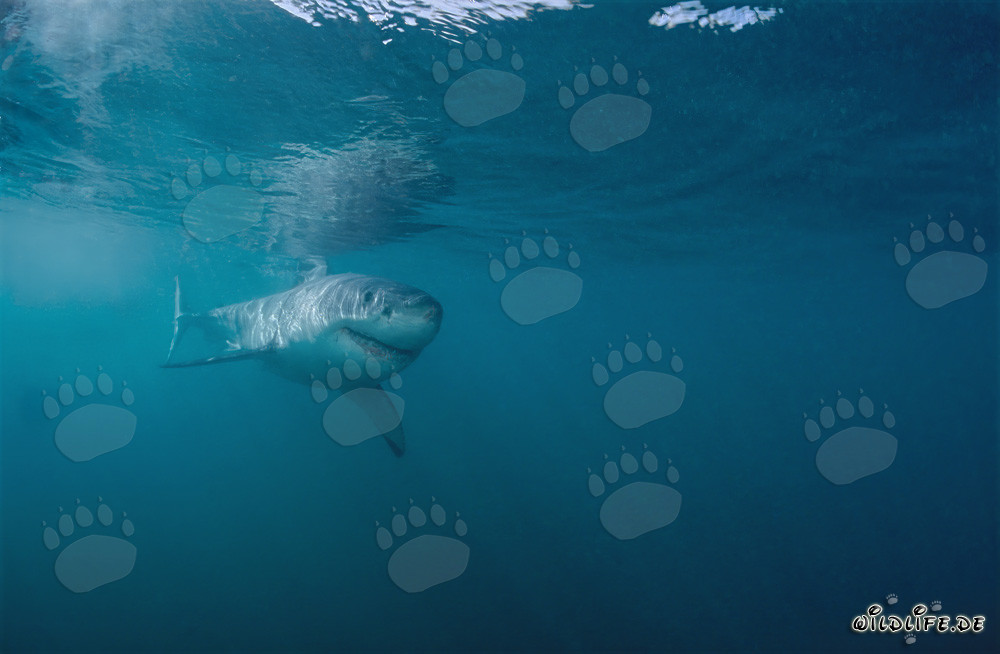 Fascinante bebé tiburón blanco frente a la costa de Gansbaai