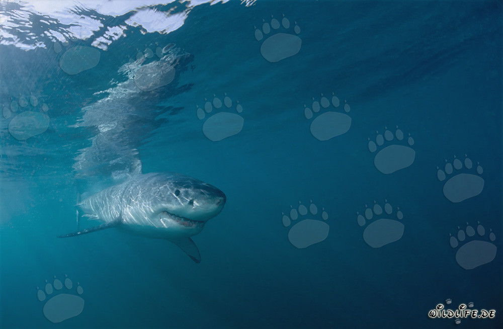 Baby Great White Shark in green water near Gansbaai