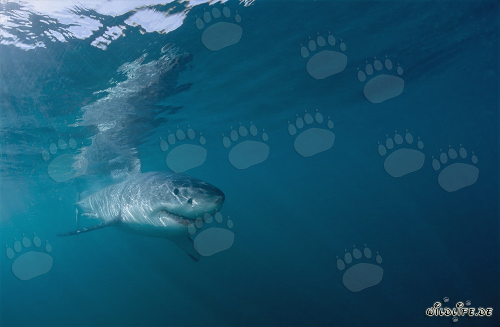 Jeune grand requin blanc dans l'eau verte devant Gansbaai