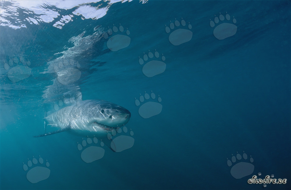 Bebé tiburón blanco en el agua verde frente a Gansbaai