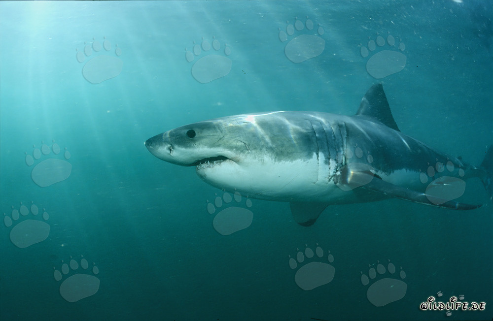 Grand requin blanc majestueux au large de la côte sud-africaine