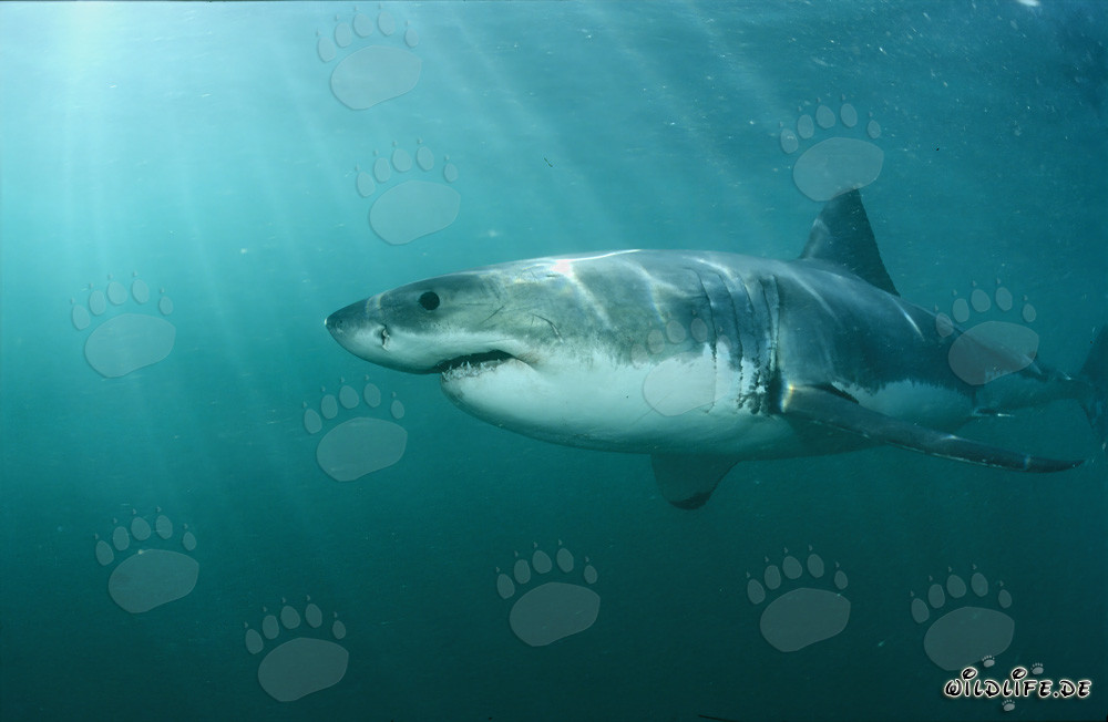 Majestic Great White Shark off the Coast of South Africa