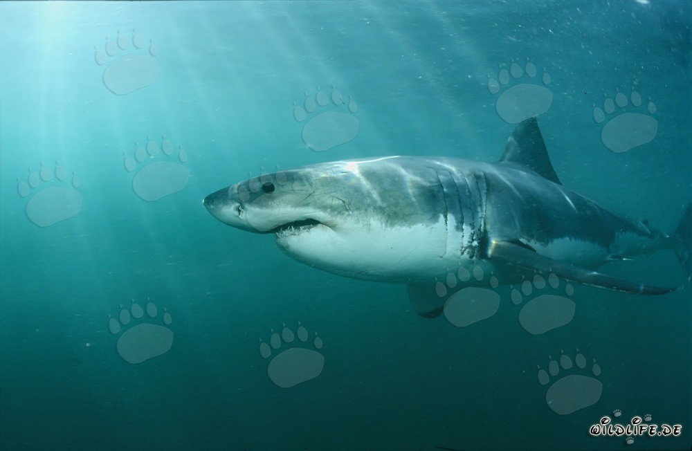 Majestuoso tiburón blanco frente a la costa de Sudáfrica
