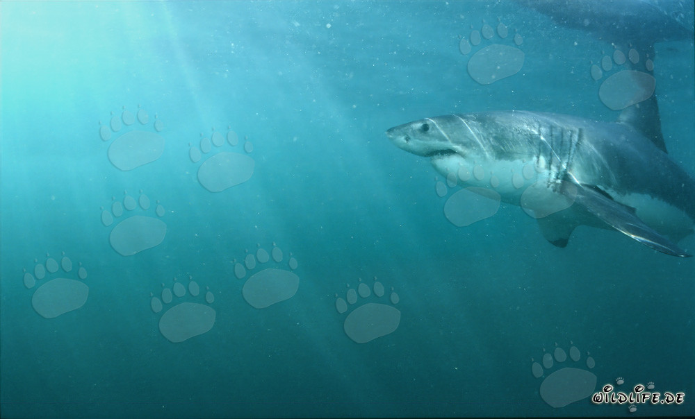 Grand requin blanc près de la surface de l'eau