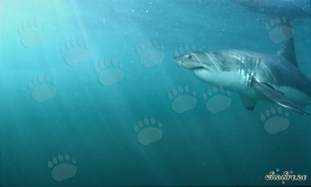 Great White Shark near the water surface