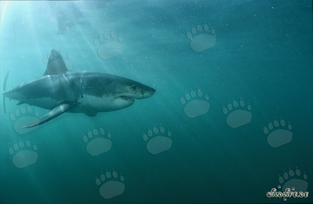 Grand requin blanc majestueux sous la lumière du soleil