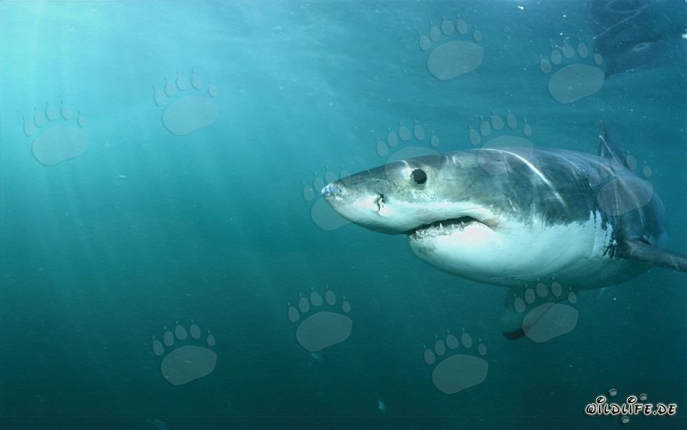 Encuentro fascinante con el gran tiburón blanco: observación de un depredador majestuoso de los mares