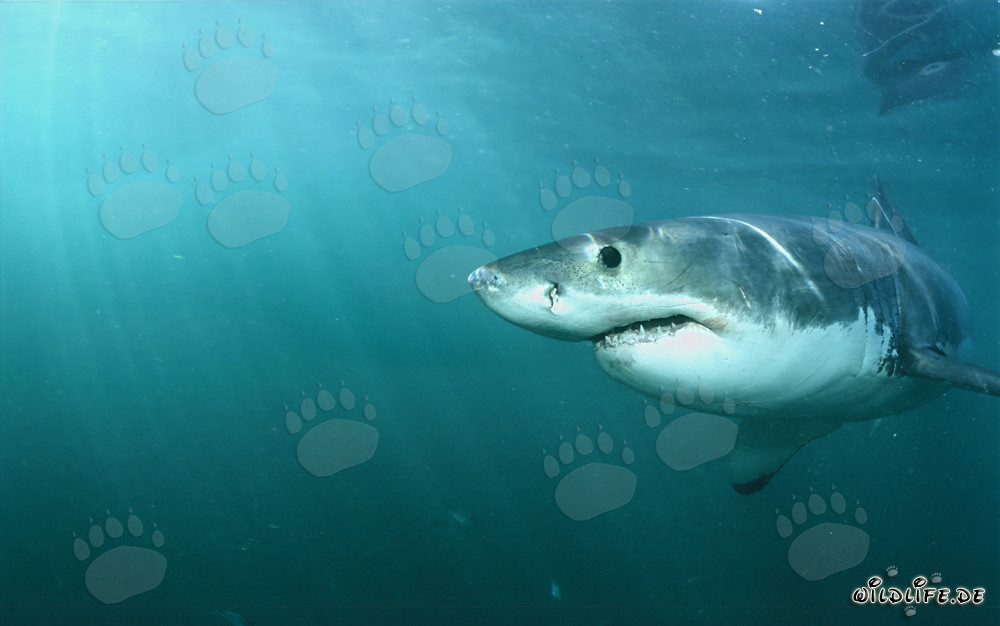 Rencontre fascinante avec le grand requin blanc : observation d'un prédateur majestueux des mers