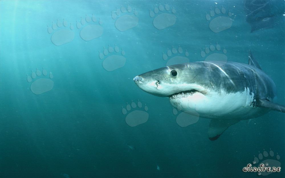 Fascinating Great White Shark: Observing a Majestic Predator of the Seas
