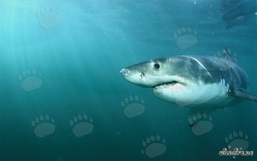 Incontro affascinante con lo squalo bianco: osservazione di un predatore maestoso dei mari