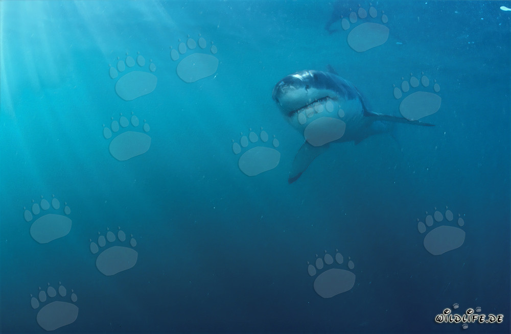 Baby great white shark in the light-flooded water