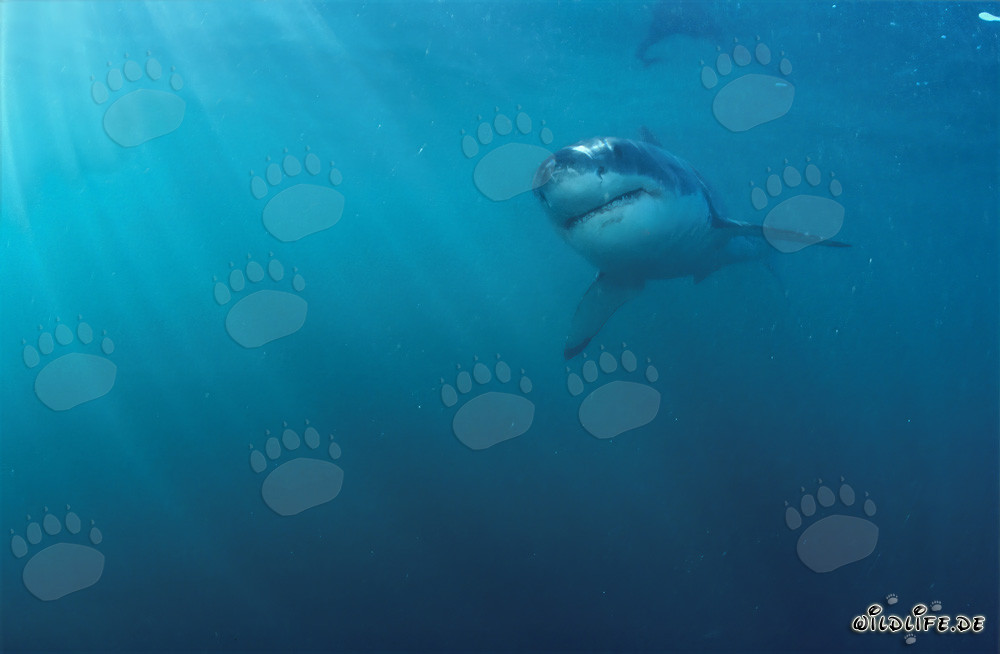 Jeune requin blanc dans l'eau lumineuse