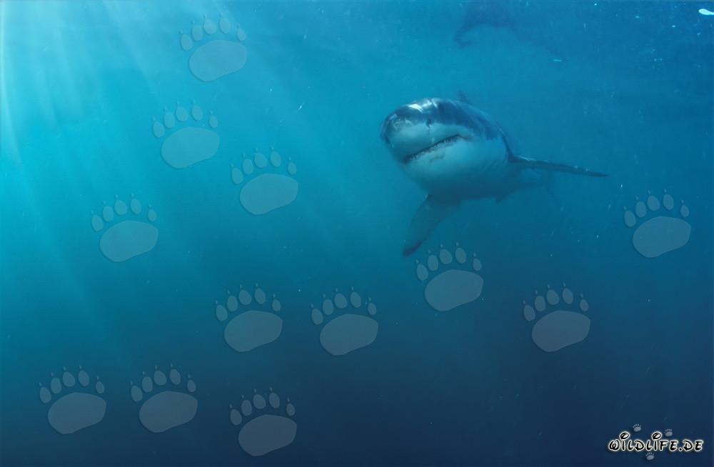 Tiburón blanco bebé en el agua iluminada