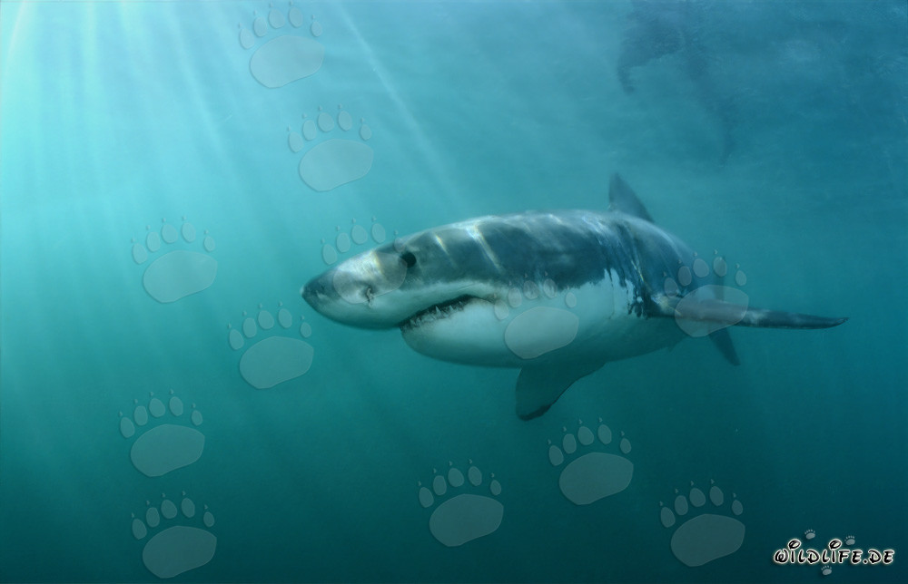 Chasseur fascinant des mers : Le Grand Requin Blanc