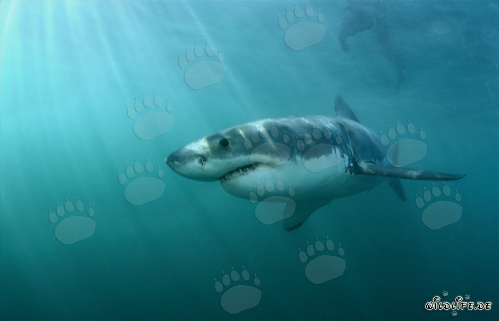 Cazador fascinante de los mares: El Gran Tiburón Blanco