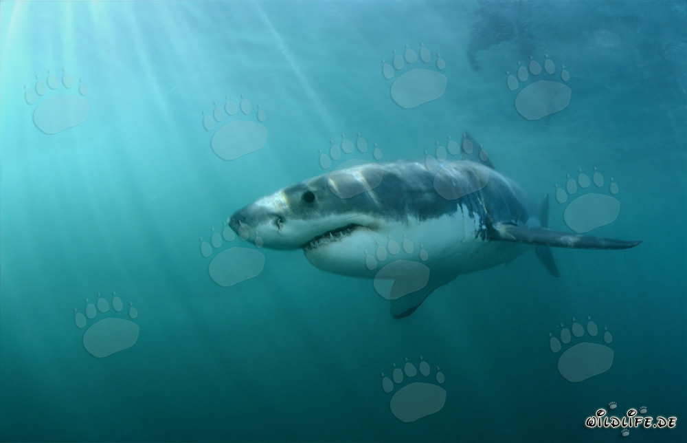 A fascinating marine predator: The Great White Shark